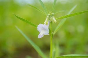 gros plan de sésame à fleurs blanches bio avec feuille verte dans le champ en été. croissance des plantes potagères aux herbes dans le jardin pour une utilisation alimentaire saine. bannière avec fond photo