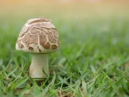 champignons pondus au milieu d'une pelouse verte. photo