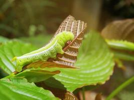 grosses chenilles vertes. sur les feuilles, les ravageurs mangent et endommagent. photo