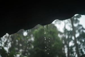 pluie et feuilles, gouttelettes d'eau les jours de pluie photo