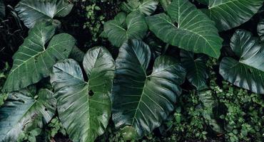 fond de feuille verte, feuille tropicale photo