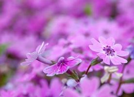 gros plan de fleurs de gentiane pourpre photo