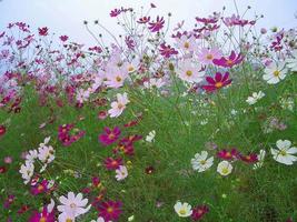 automne cosmos fleur fond paysage photo