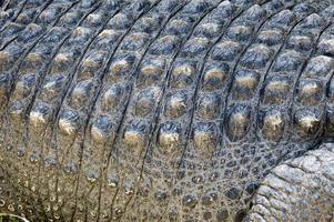 motif peau de crocodile photo