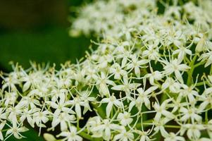 fleurs de jasmin blanc photo