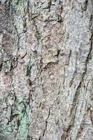 texture abstraite d'écorce d'arbre photo