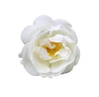 rose blanche gros plan photo