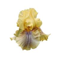 gros plan d'iris, fleur isolée sur fond blanc photo