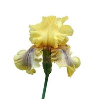 gros plan d'iris, fleur isolée sur fond blanc photo