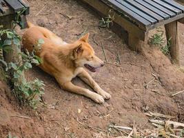 Cutie dog guide trekker au sommet de la montagne khao luang dans le parc national de ramkhamhaeng, province de sukhothai en thaïlande photo