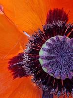 Plan macro extrême d'une fleur de pavot rouge photo