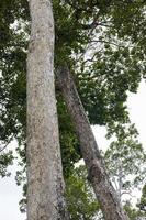 une vue depuis les racines de nombreux grands arbres dipterocarpus alatus roxb qui prospèrent et vivent longtemps. photo