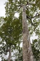 une vue depuis les racines de nombreux grands arbres dipterocarpus alatus roxb qui prospèrent et vivent longtemps. photo