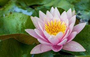 une vue rapprochée d'un lotus aux pétales roses et aux étamines jaunes fleurissant magnifiquement au-dessus de ses feuilles. photo