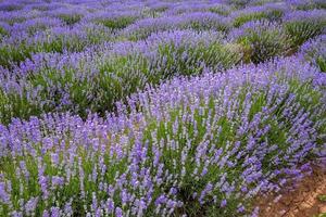 vue imprenable sur la nature de la lavande en fleurs photo