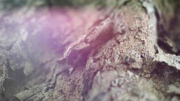 la beauté de près de l'écorce séchée de l'arbre photo