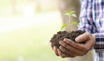 les mains de l'agriculteur plantent les semis dans le sol photo