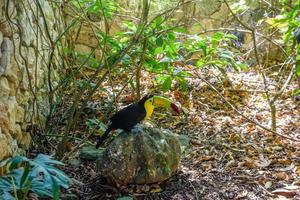 toucan à carène, ramphastos sulfuratus, oiseau à gros bec assis sur la branche dans la forêt, voyage nature en amérique centrale, playa del carmen, riviera maya, yu atan, mexique photo