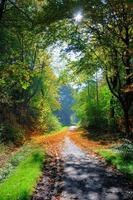 allée verte ombragée mystérieuse avec des arbres dans le parc à fulda, il photo