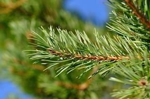 branche de jeune pin vert frais coloré avec un jeune bourgeon en gros plan photo