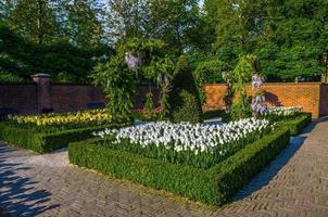 tulipes blanches avec buissons, arbres et murs de briques, parc de keukenhof, lisse en hollande photo