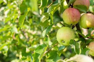 pommes couvertes de gouttes de pluie dans un jardin d'été photo