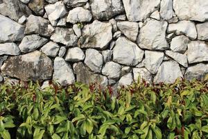 le buisson vert pousse devant une texture de pierre de roche rugueuse dans le mur qui est vieilli, grunge et sale