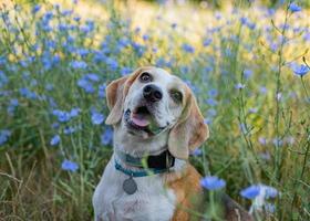 portrait de chien beagle photo