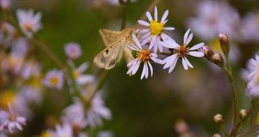 gros plan de papillon sur les fleurs colorées photo