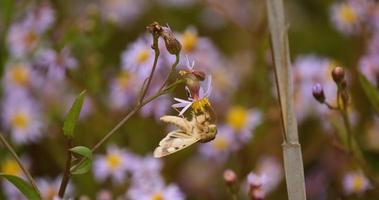 gros plan de papillon sur les fleurs colorées photo