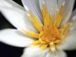 vue rapprochée de l'intérieur d'un nénuphar photo