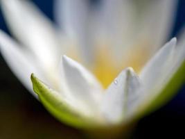 vue latérale d'un nénuphar blanc photo