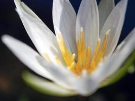 vue rapprochée d'un nénuphar blanc photo