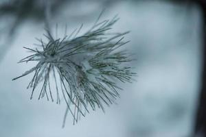 pin à feuilles persistantes de noël recouvert de neige fraîche photo