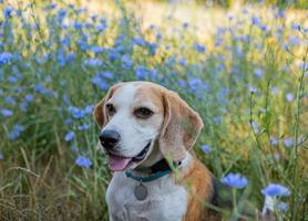 portrait de chien beagle photo