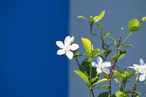 fleurs blanches avec fond en béton dans les tons bleus. photo