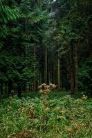 forêt photo
