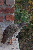 spurfowl natal mâle photo