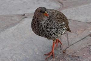 poule natale de spurfowl photo