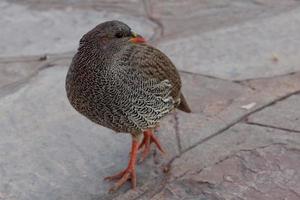 poule natale de spurfowl photo