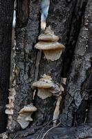 Support champignons sur bois photo