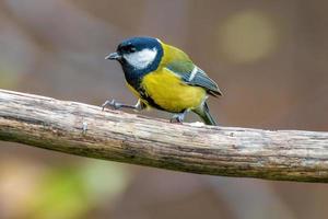 une mésange charbonnière est assise sur une branche photo