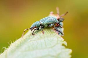 un charançon vert est assis sur une feuille dans un pré photo