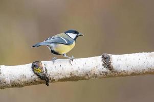 une mésange charbonnière est assise sur une branche photo