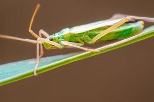 un coléoptère vert est assis sur une tige dans un pré photo