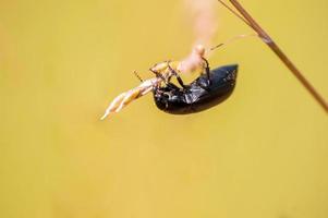 un coléoptère noir est assis sur une tige dans un pré photo