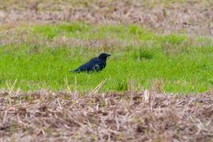 un grand corbeau cherche de la nourriture dans un champ photo