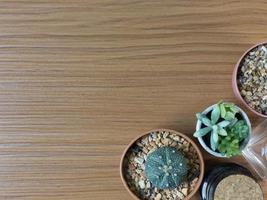 cactus plat posé sur fond de plancher de bois. photo