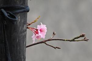 la fleur de cerisier a fleuri au printemps photo