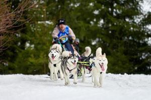 course de chiens de traîneau husky photo